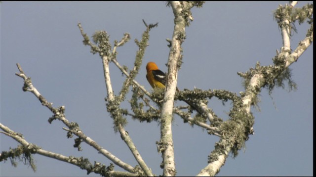 Hooded Oriole (cucullatus/sennetti) - ML410528