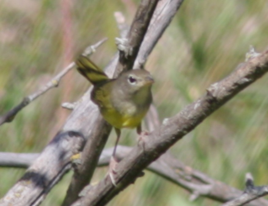 MacGillivray's/Mourning Warbler - ML41052811