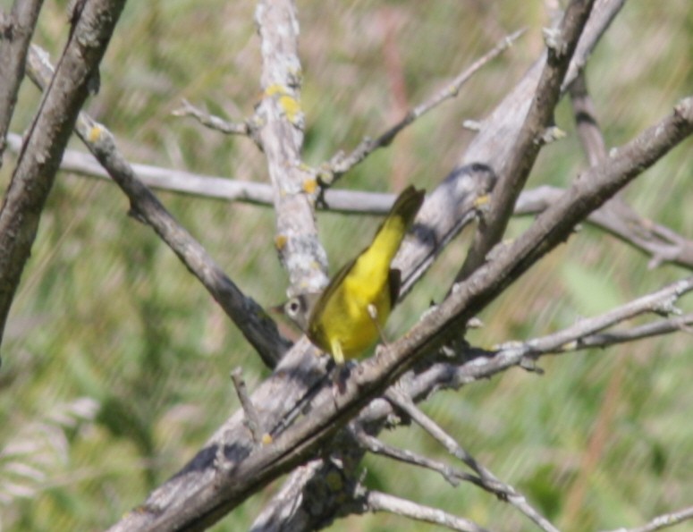 MacGillivray's/Mourning Warbler - ML41052831