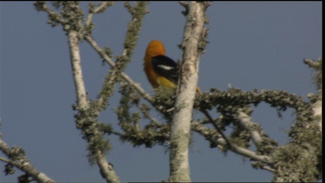 Hooded Oriole (cucullatus/sennetti) - ML410529