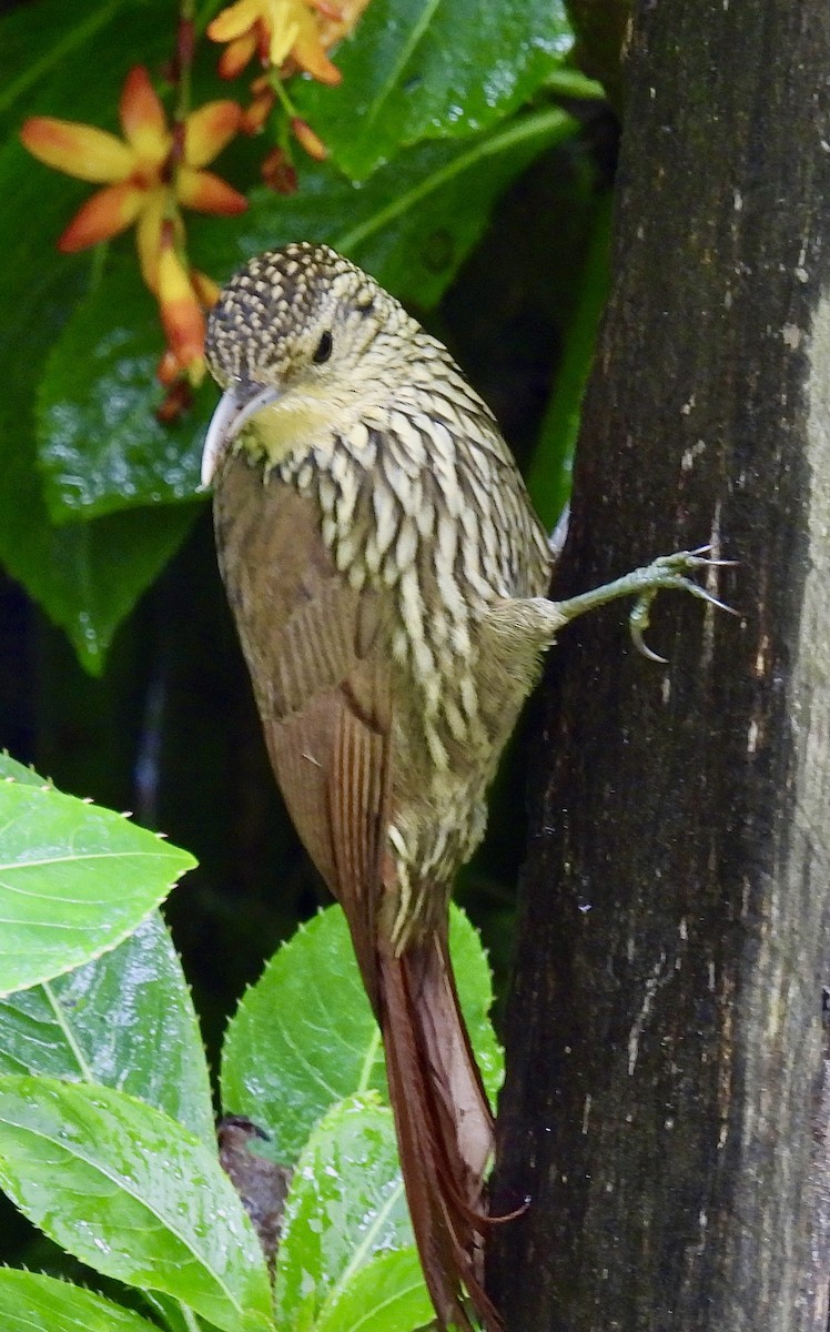 Spot-crowned Woodcreeper - ML410530761