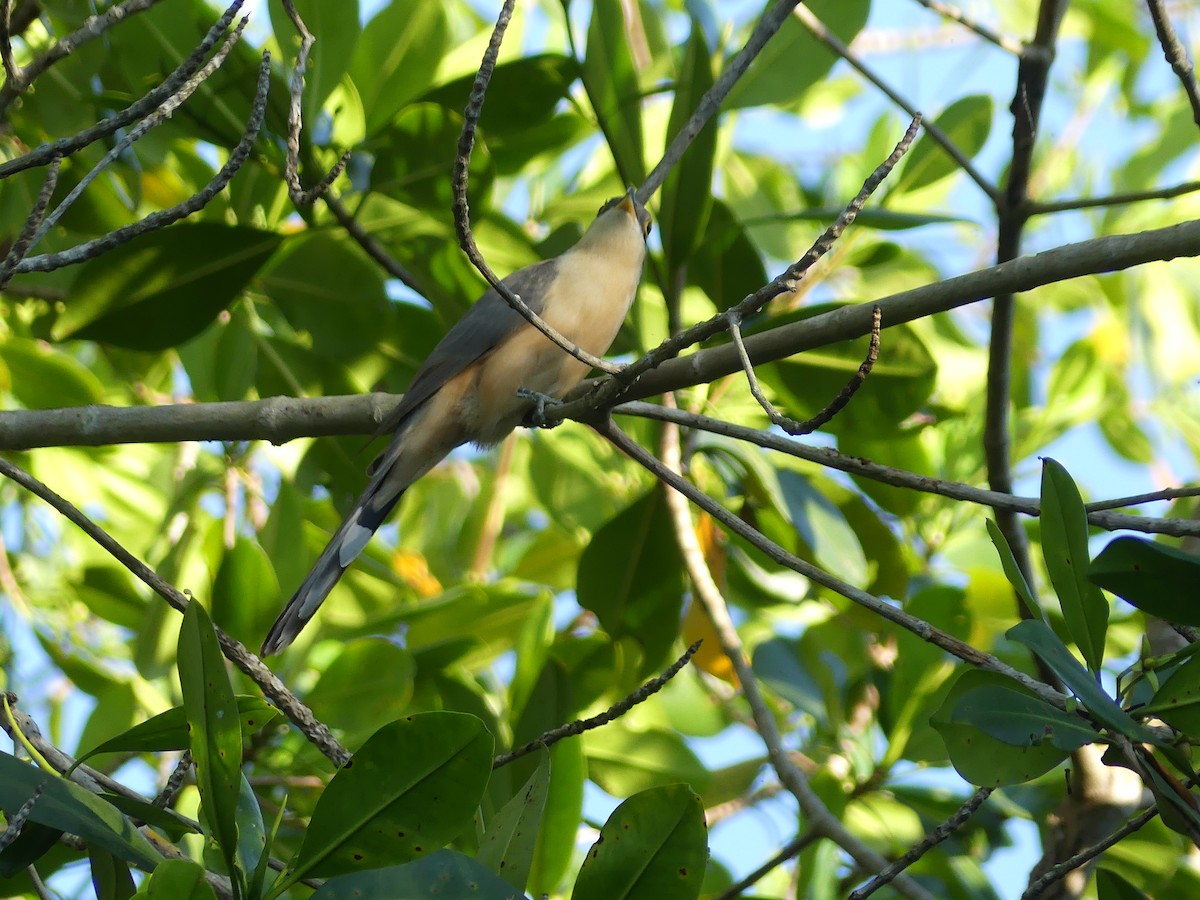 Mangrove Cuckoo - ML410531731