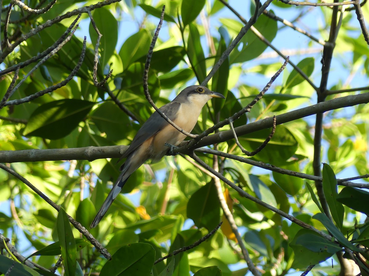Mangrove Cuckoo - ML410531741