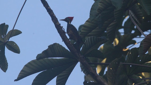 Lineated Woodpecker - ML410532641