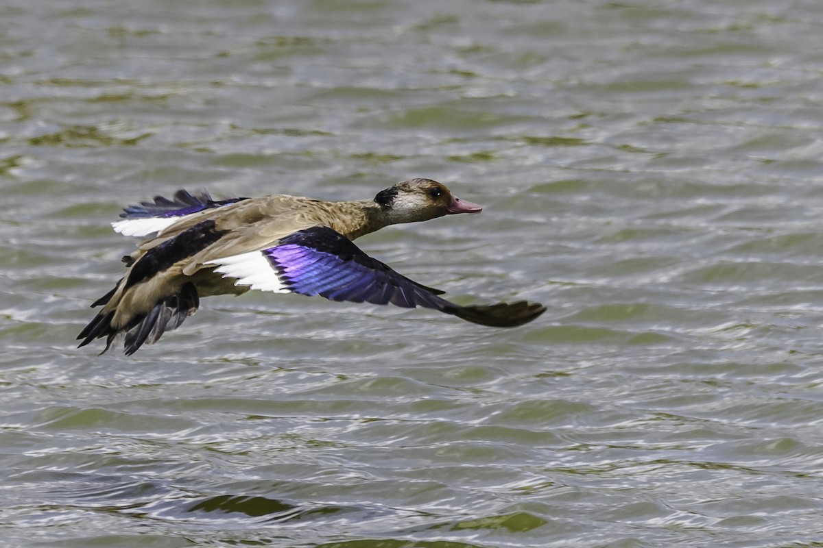 Brazilian Teal - Amed Hernández