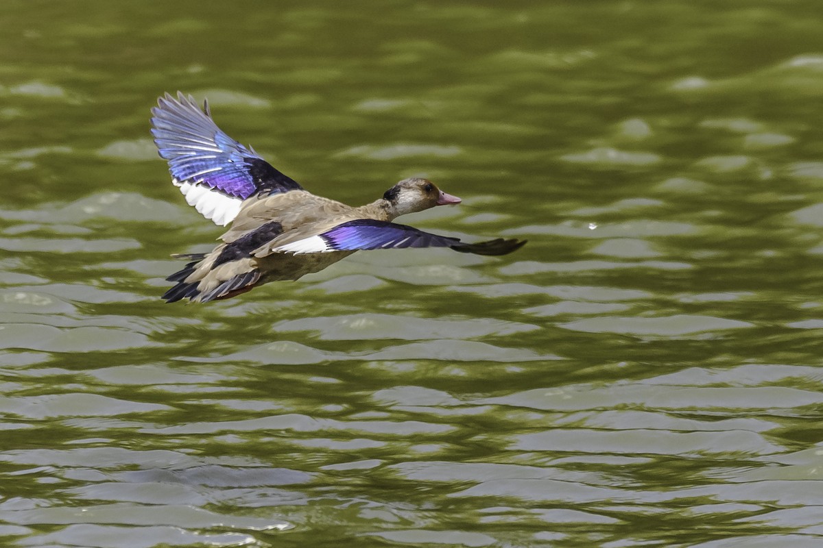 Brazilian Teal - Amed Hernández