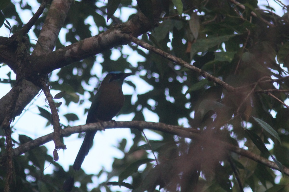 Diademmotmot - ML410533641