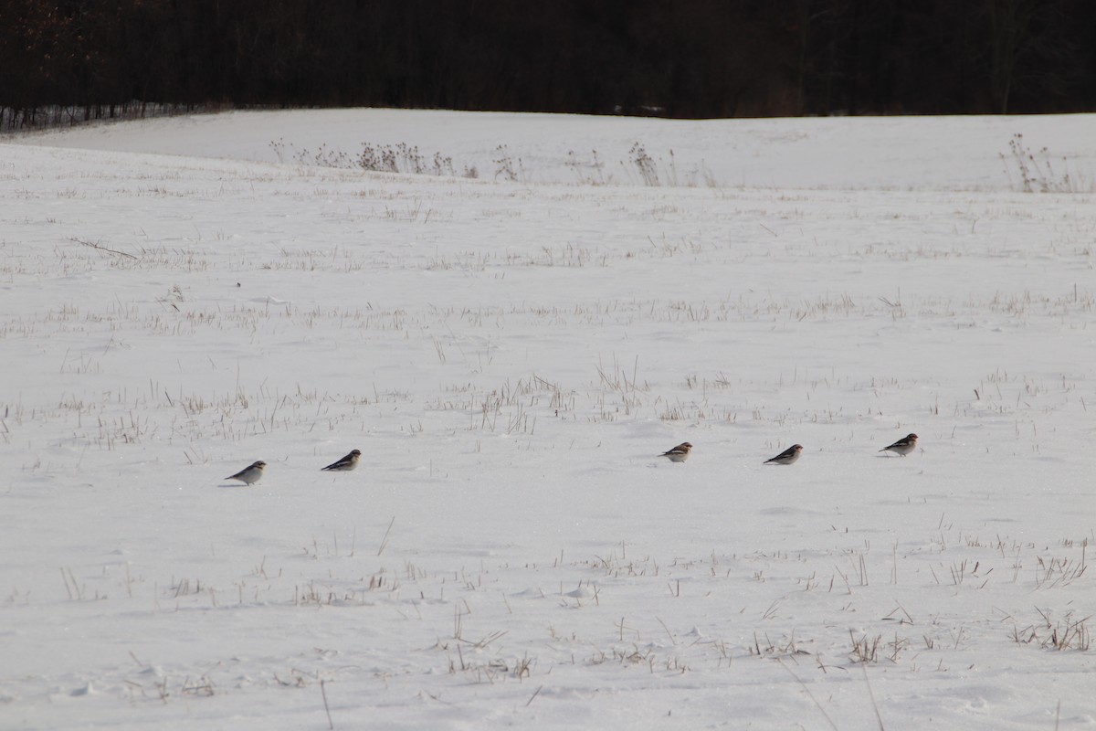 Snow Bunting - Nancy Jameson