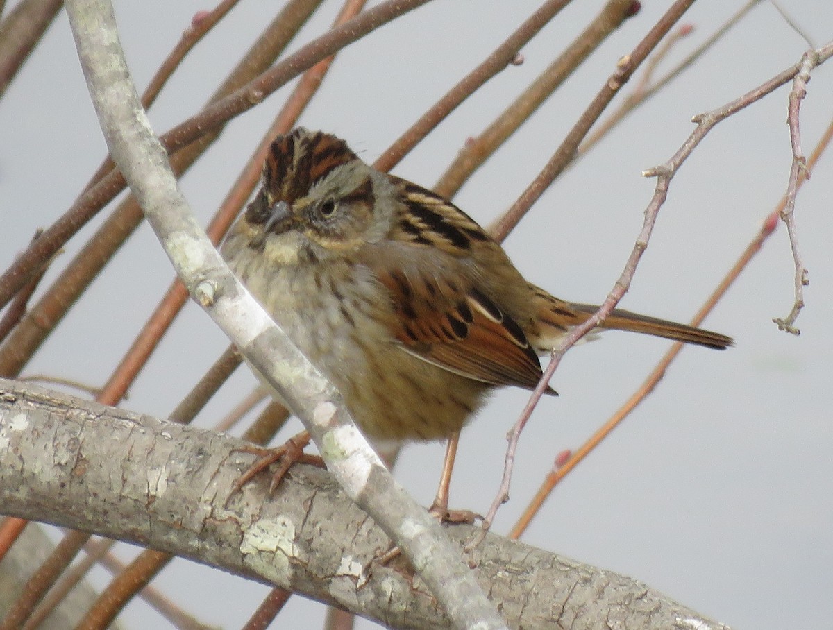 Swamp Sparrow - ML410535651