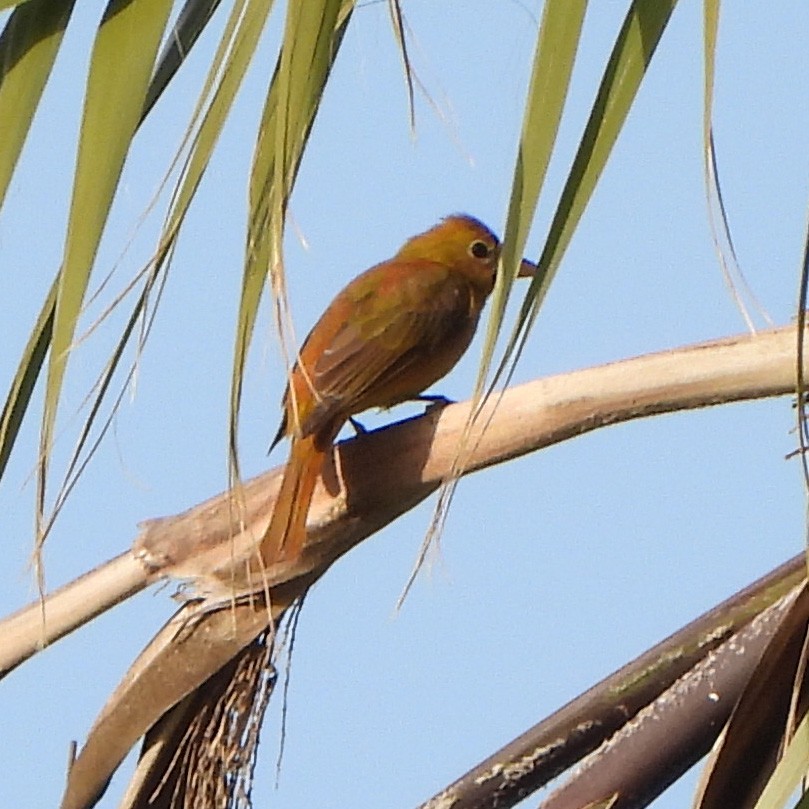 Summer Tanager - ML410535781