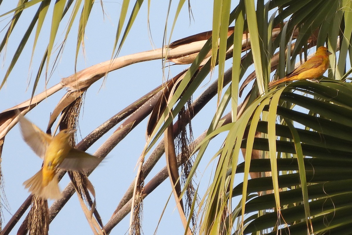 Summer Tanager - ML410535881