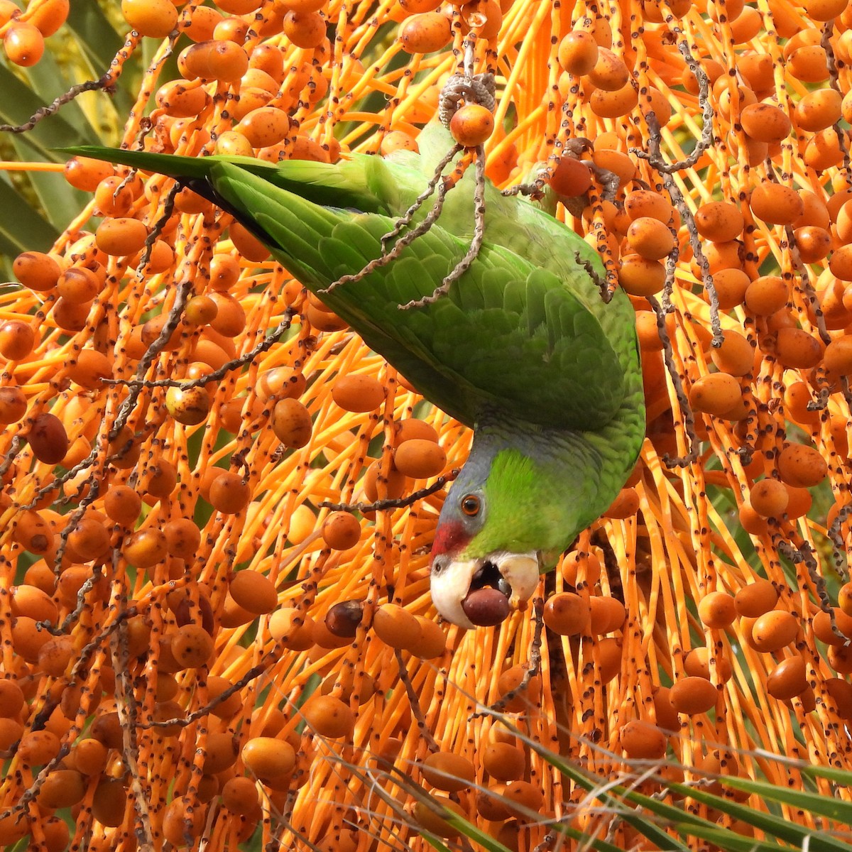 Lilac-crowned Parrot - ML410536521