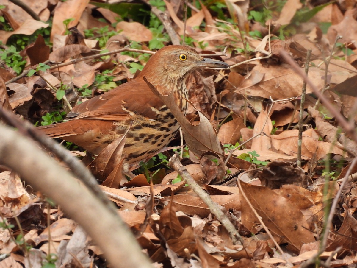 Brown Thrasher - ML410536971