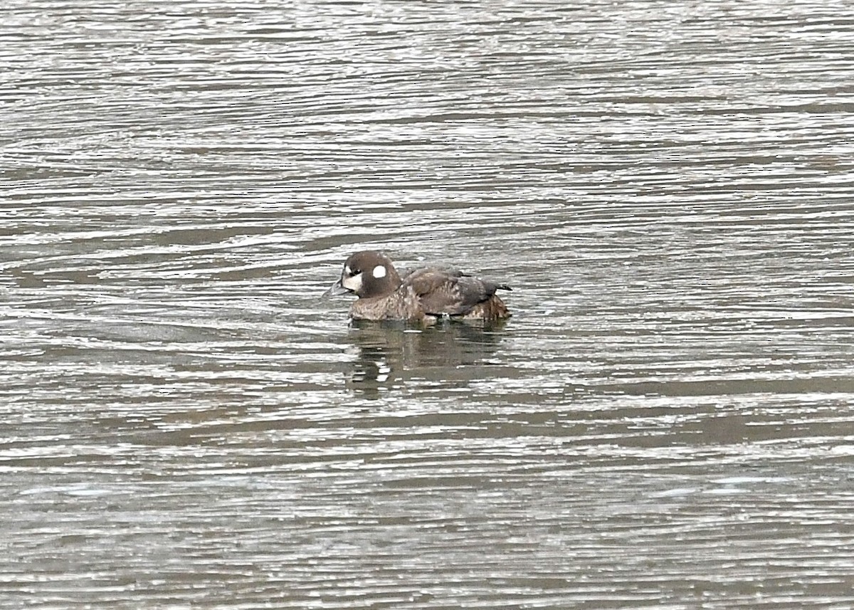 Harlequin Duck - ML410538221