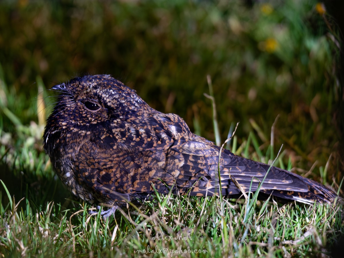 Dusky Nightjar - ML410538801