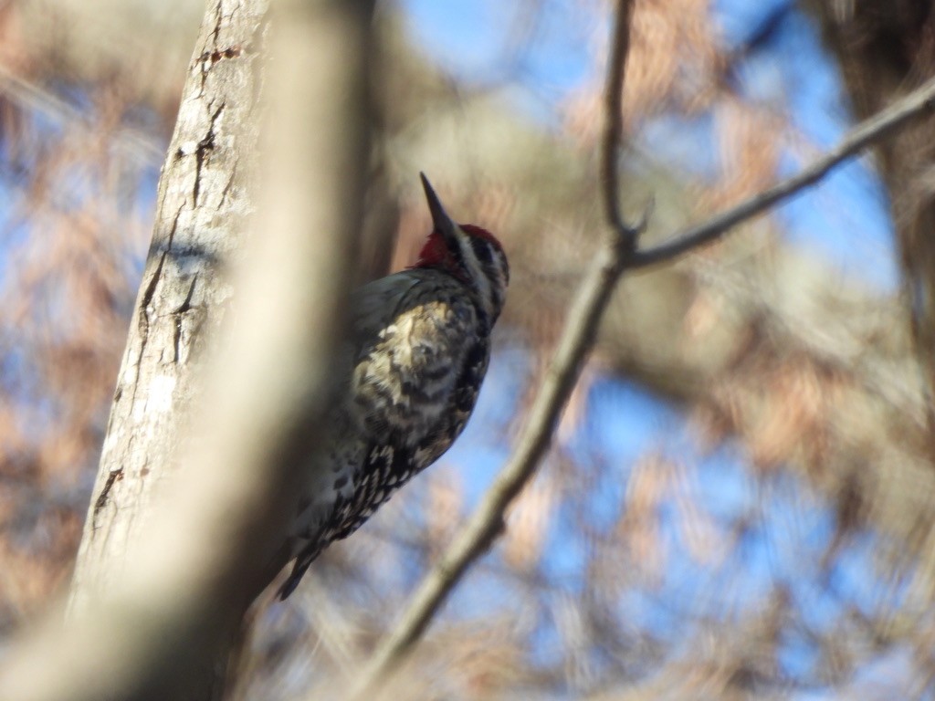 Yellow-bellied Sapsucker - ML410540811