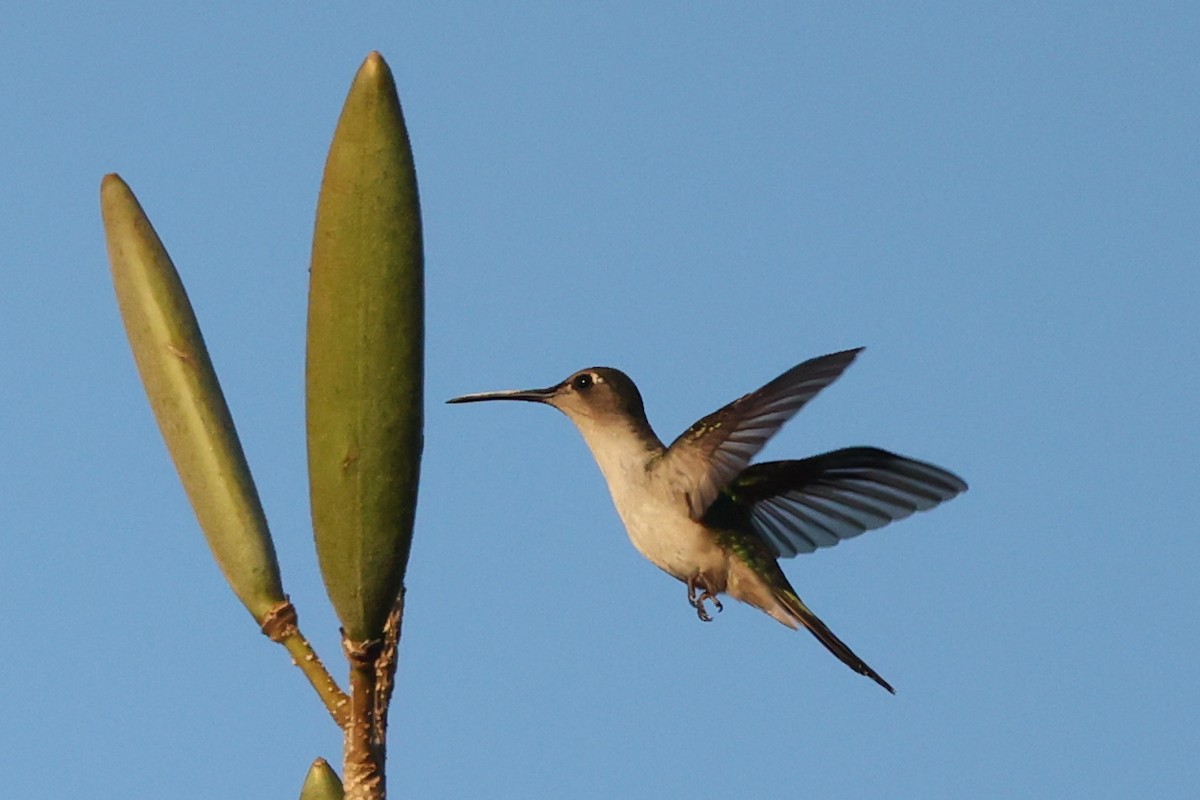 kolibřík klínoocasý (ssp. excellens) - ML410542761