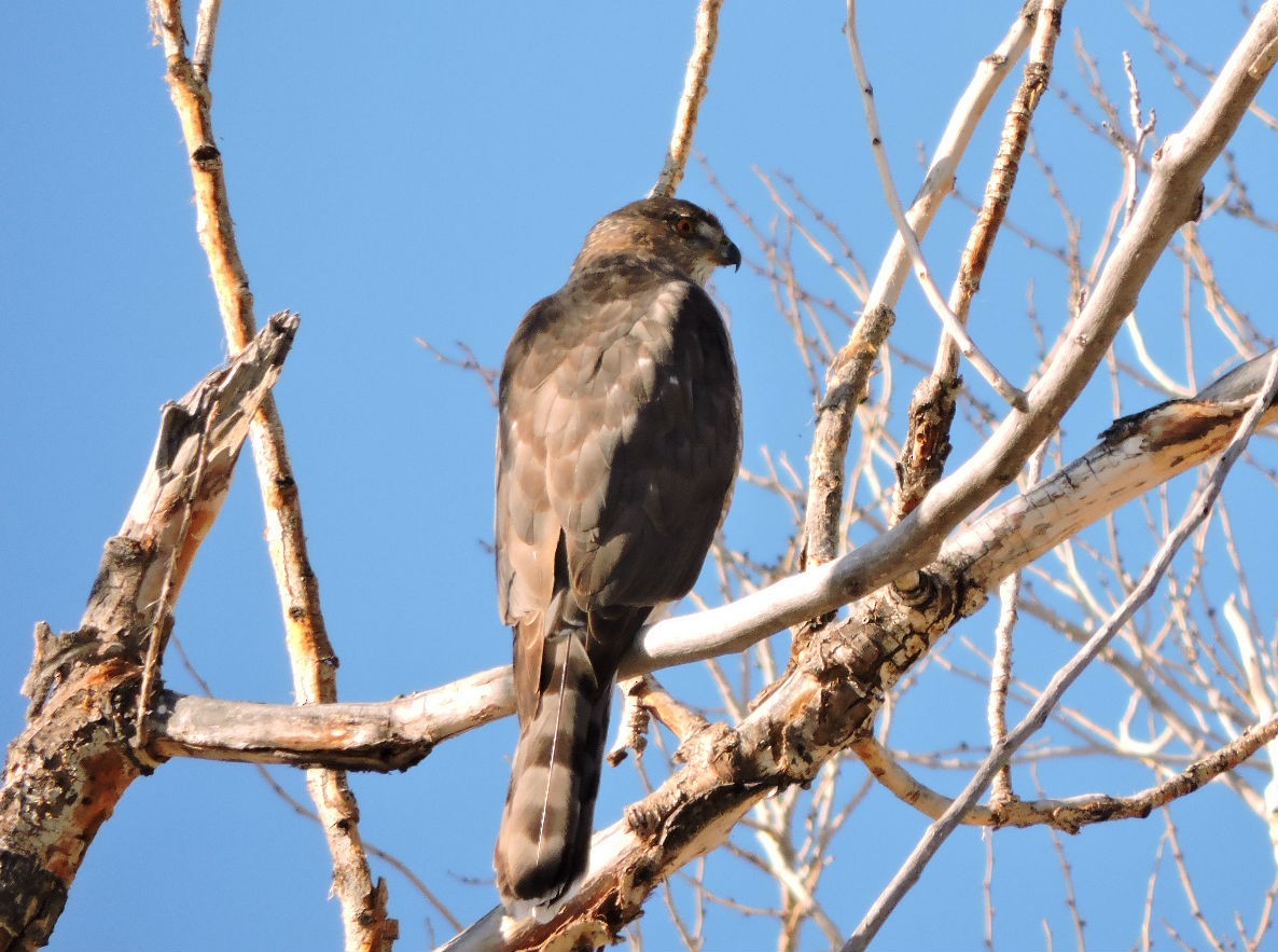 Cooper's Hawk - H. David Chapman