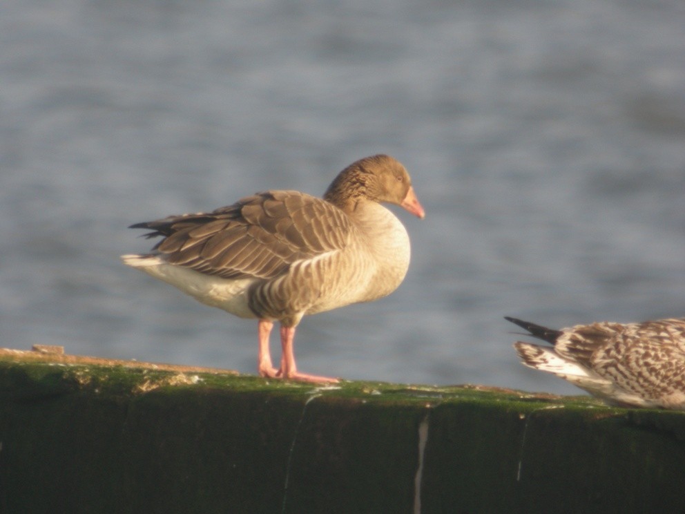 Graylag Goose - ML410543461