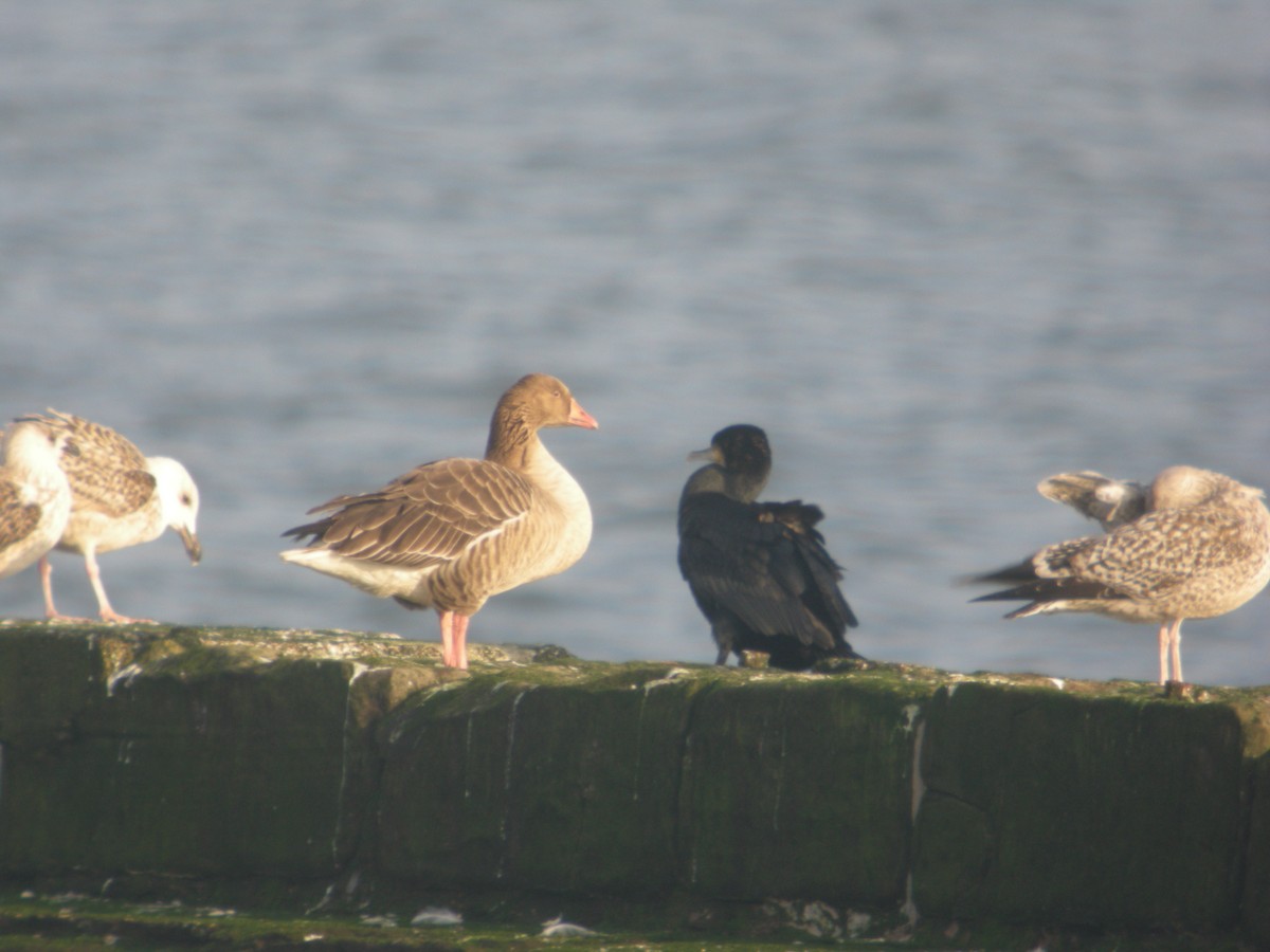 Graylag Goose - ML410543491