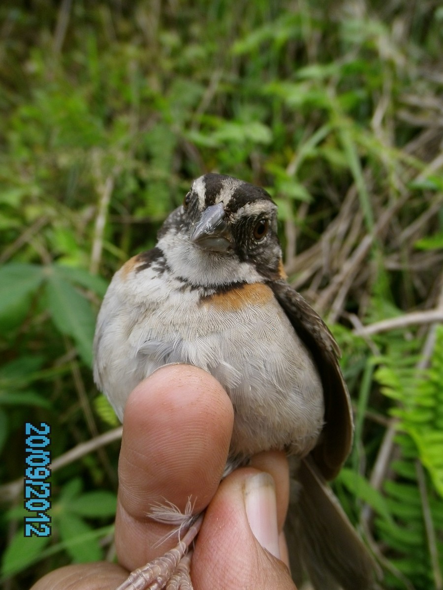 Rufous-collared Sparrow - Luis Mieres Bastidas