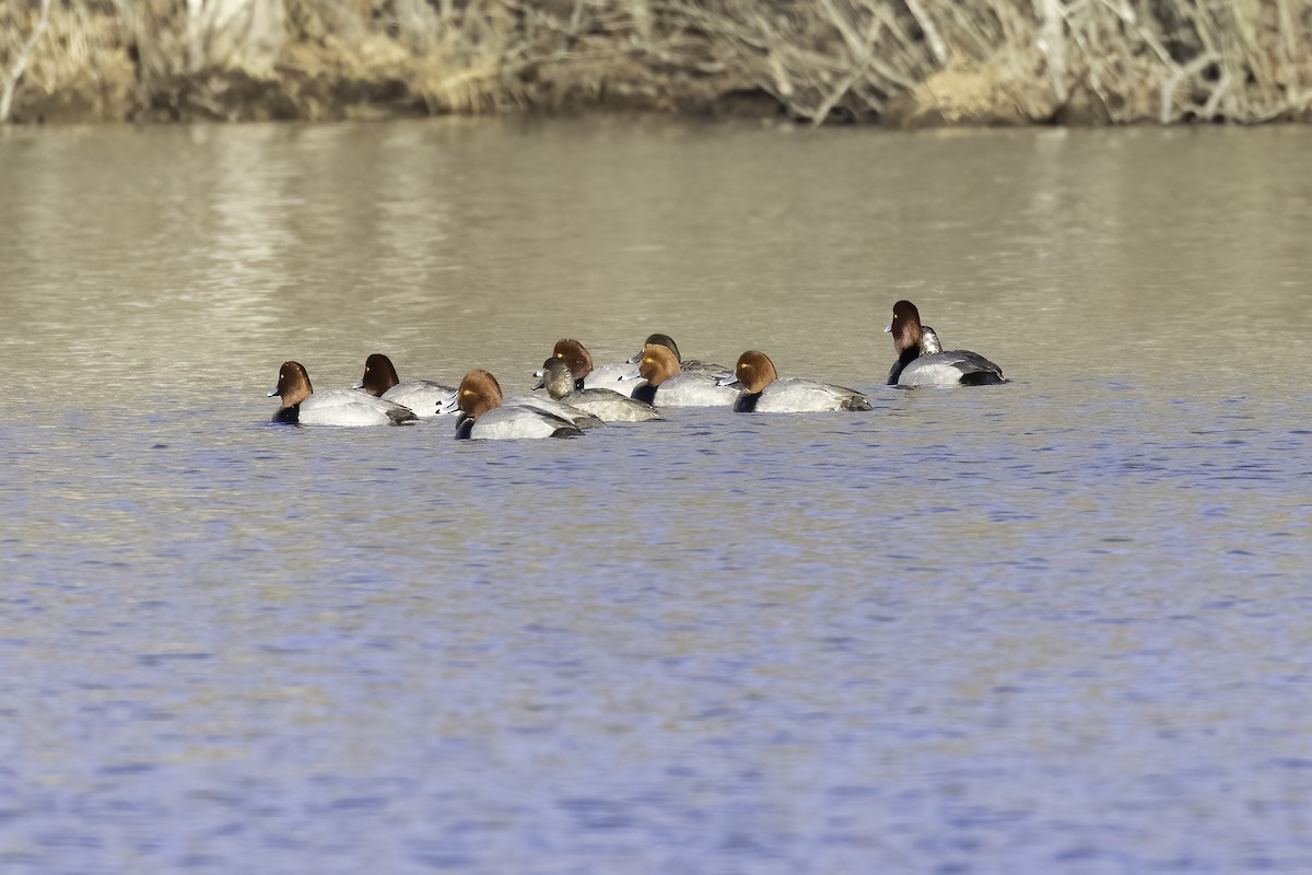 Redhead - ML410544181