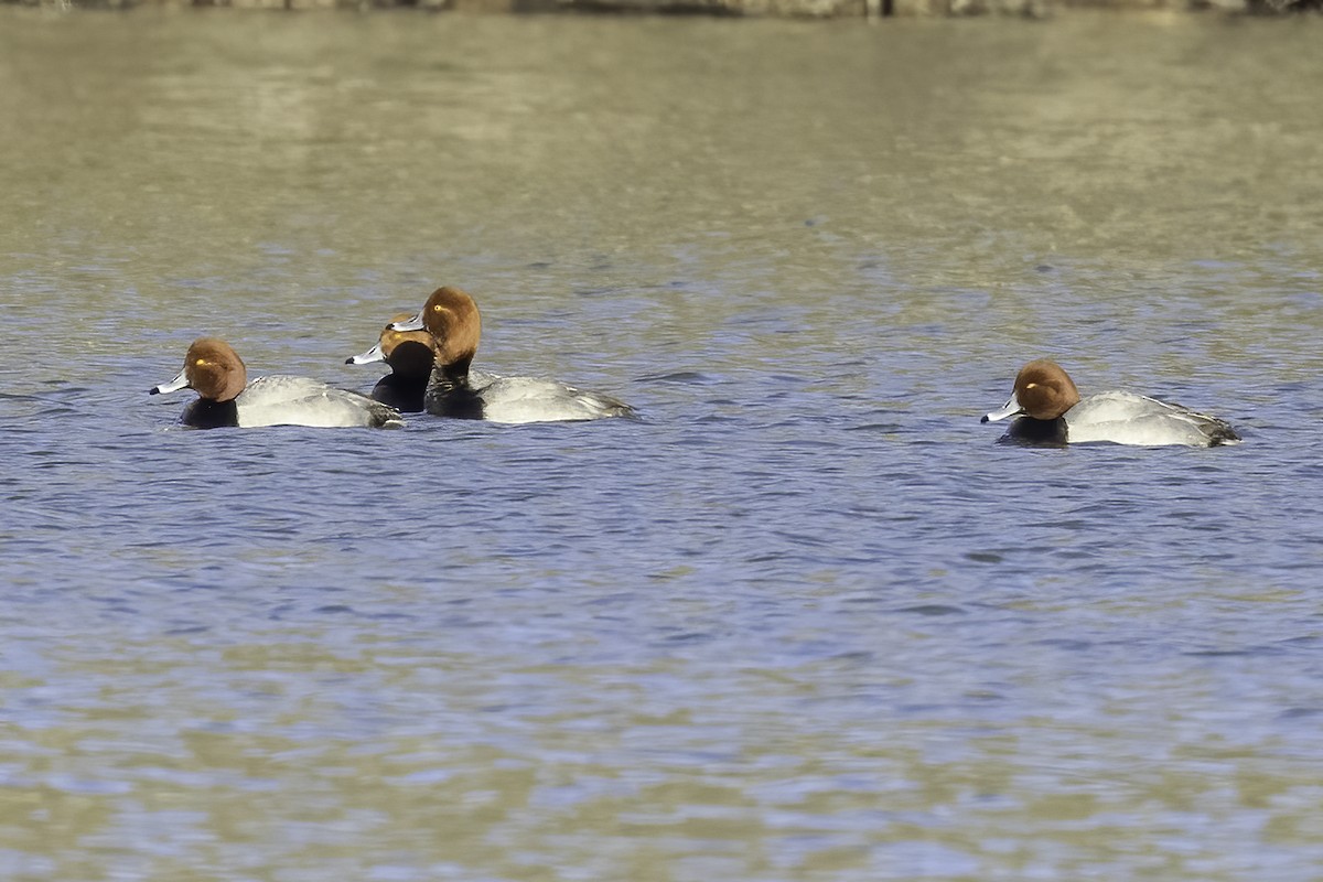 Redhead - ML410544201
