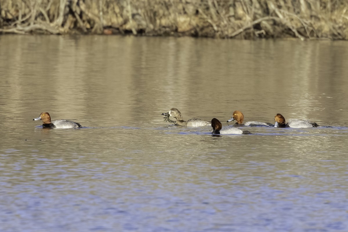 Redhead - ML410544211