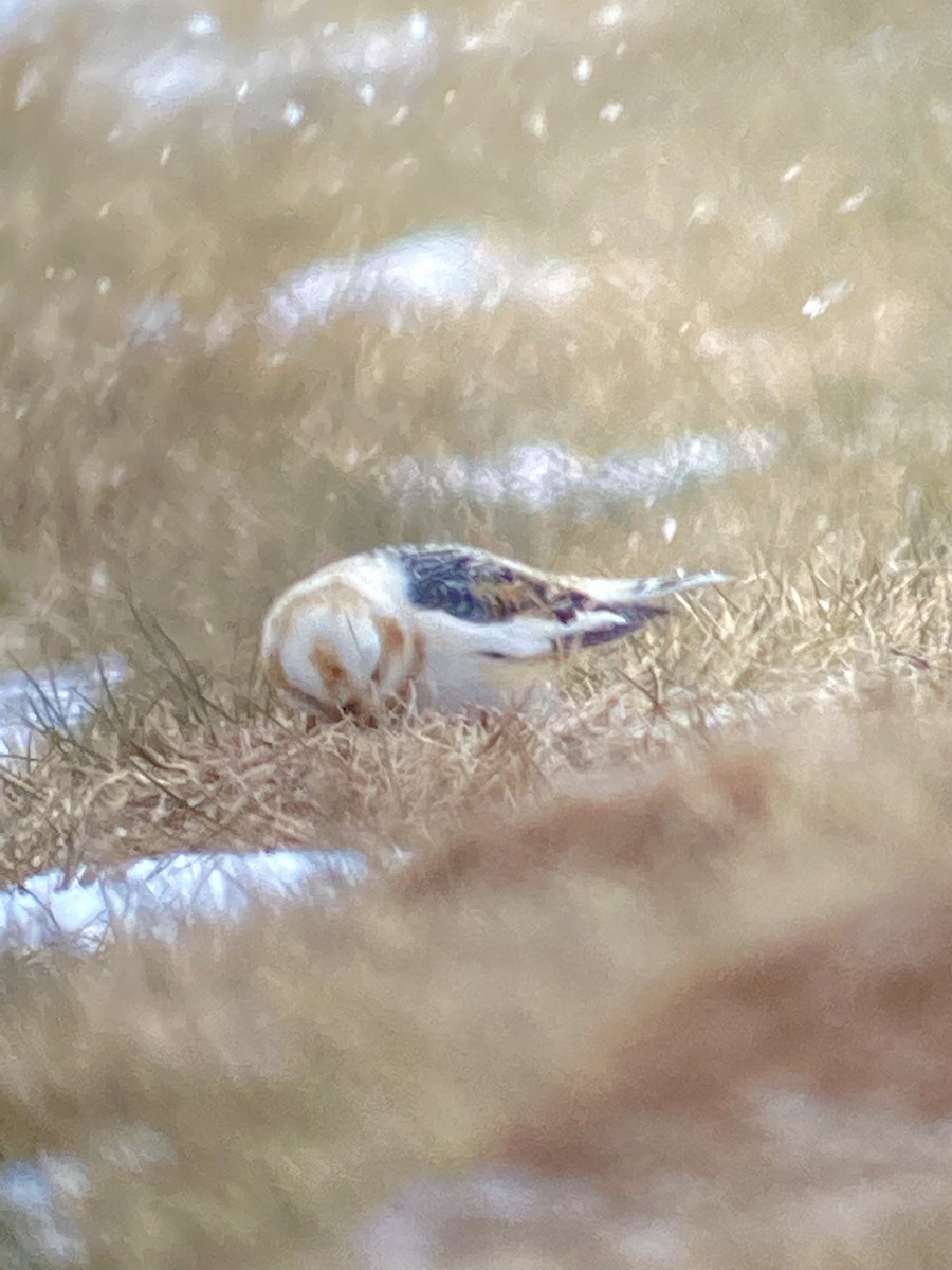 Snow Bunting - ML410544231