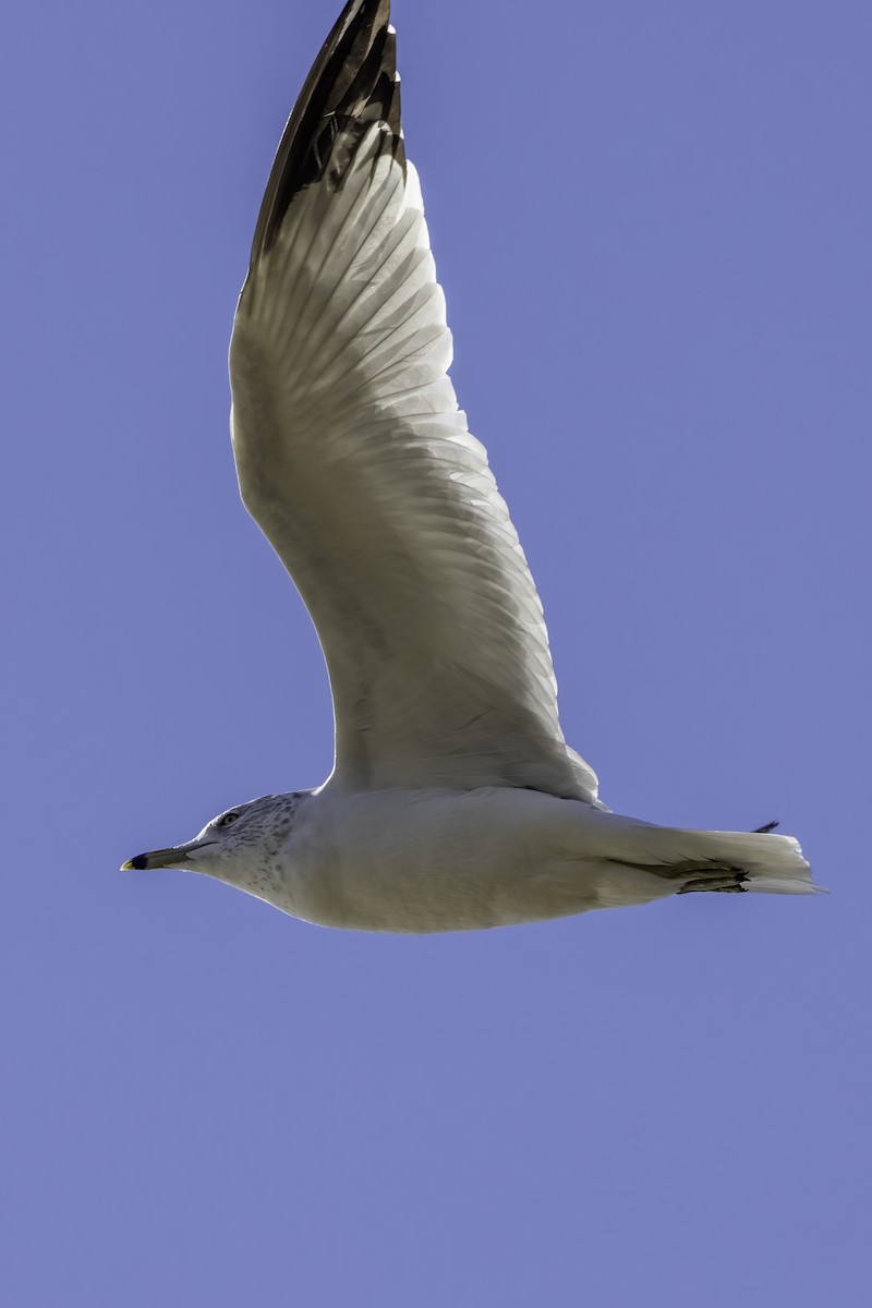 Ring-billed Gull - ML410544581