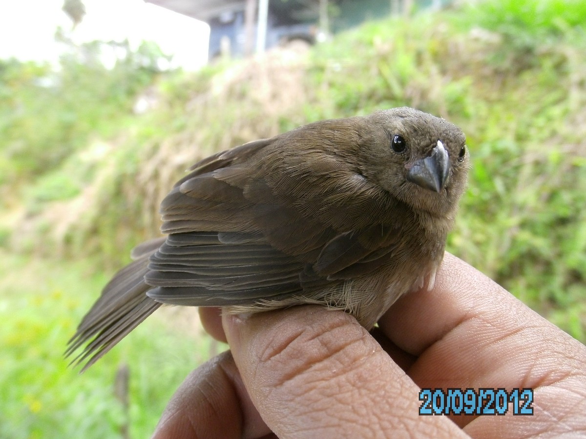 Yellow-bellied Seedeater - Luis Mieres Bastidas