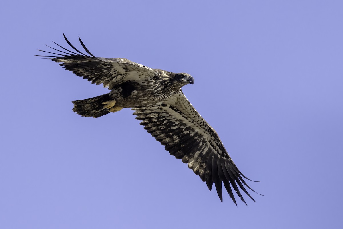 ハクトウワシ - ML410545281