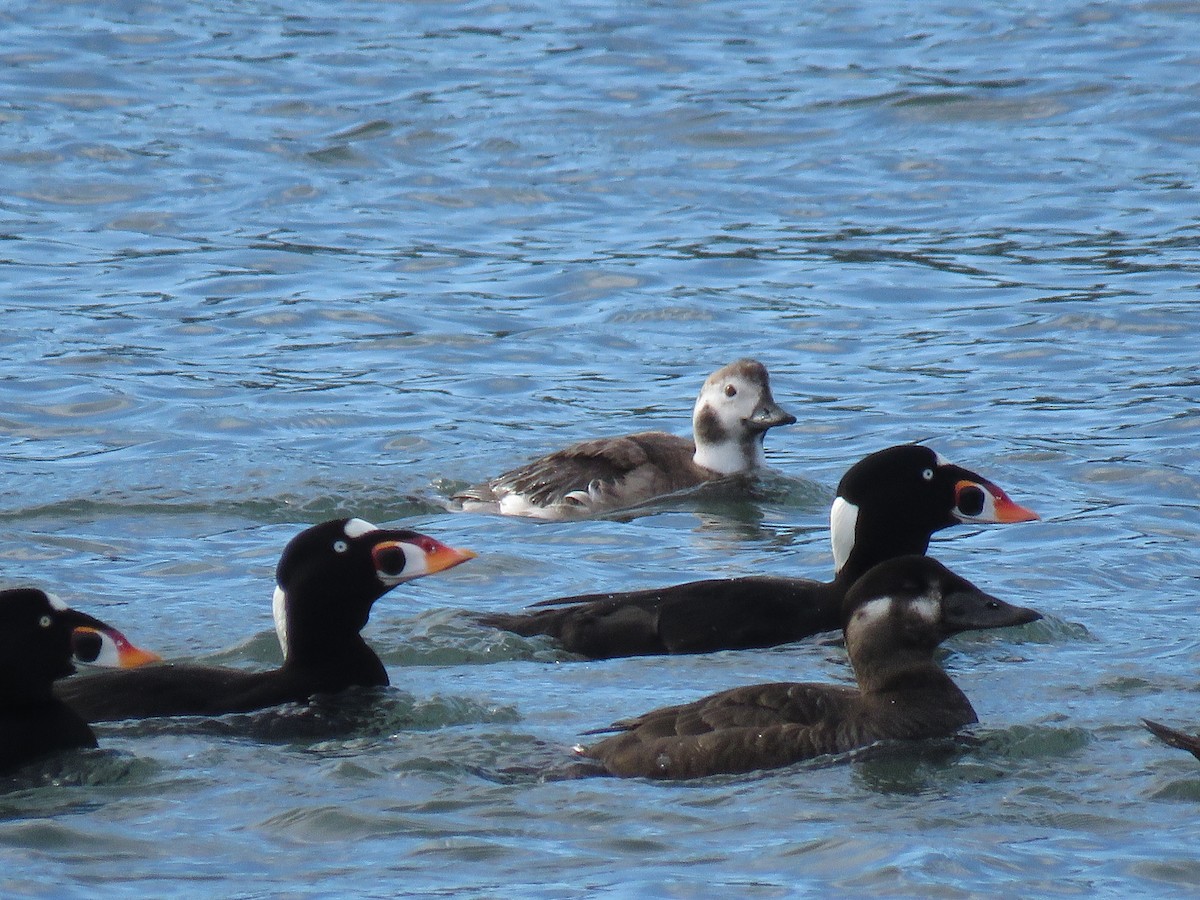 Long-tailed Duck - Josh Snead