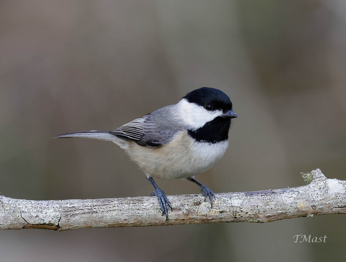 Carolina Chickadee - ML410546451