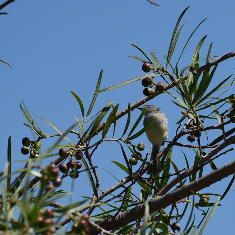 White-crested Tyrannulet (Sulphur-bellied) - ML410546521