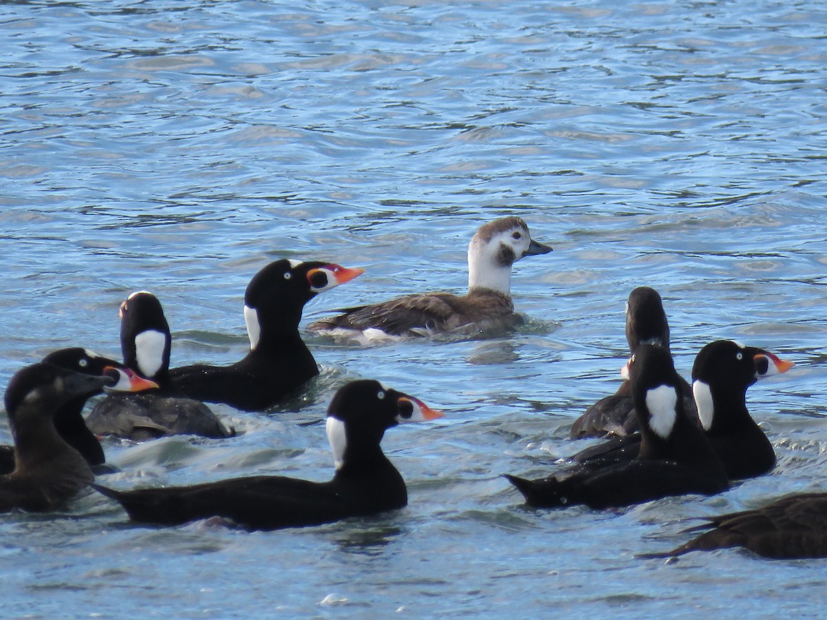 Long-tailed Duck - Josh Snead