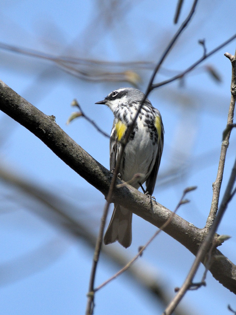 Yellow-rumped Warbler - ML410548051