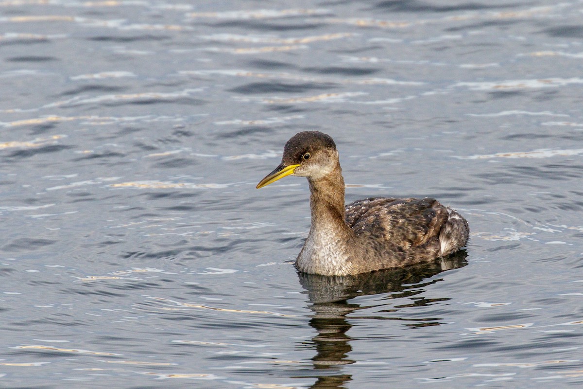 Red-necked Grebe - ML41055041