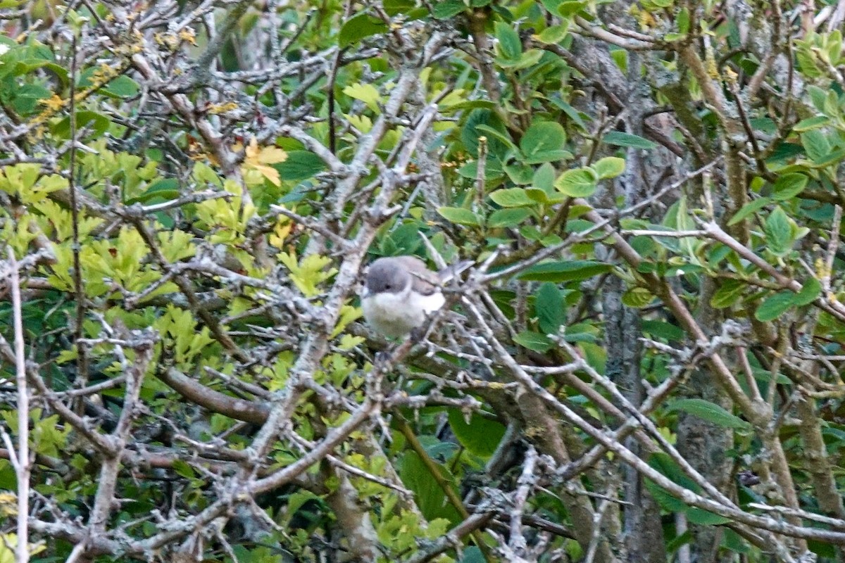 Lesser Whitethroat - Daniel König