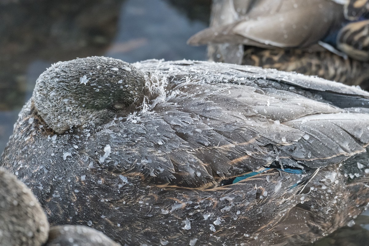 American Black Duck - ML410554521