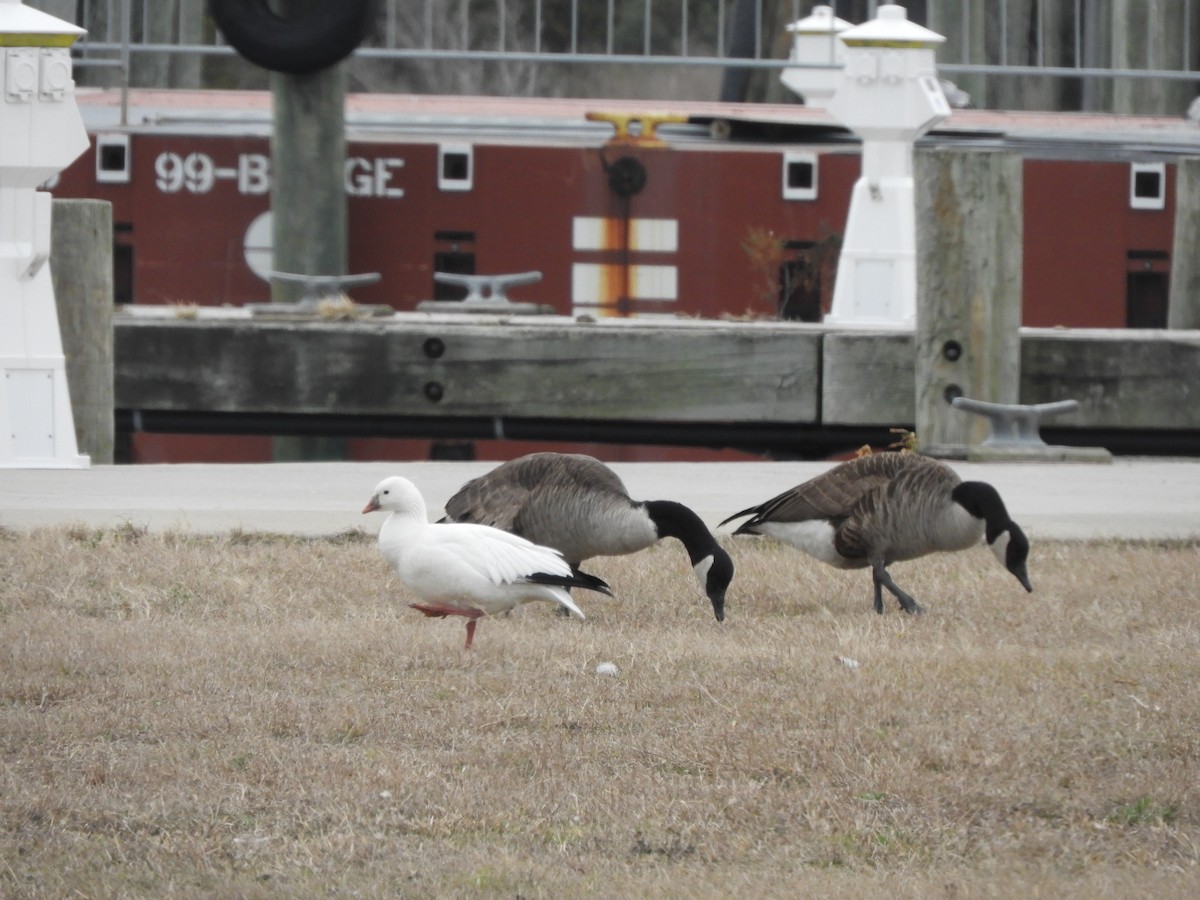 Ross's Goose - ML410554871