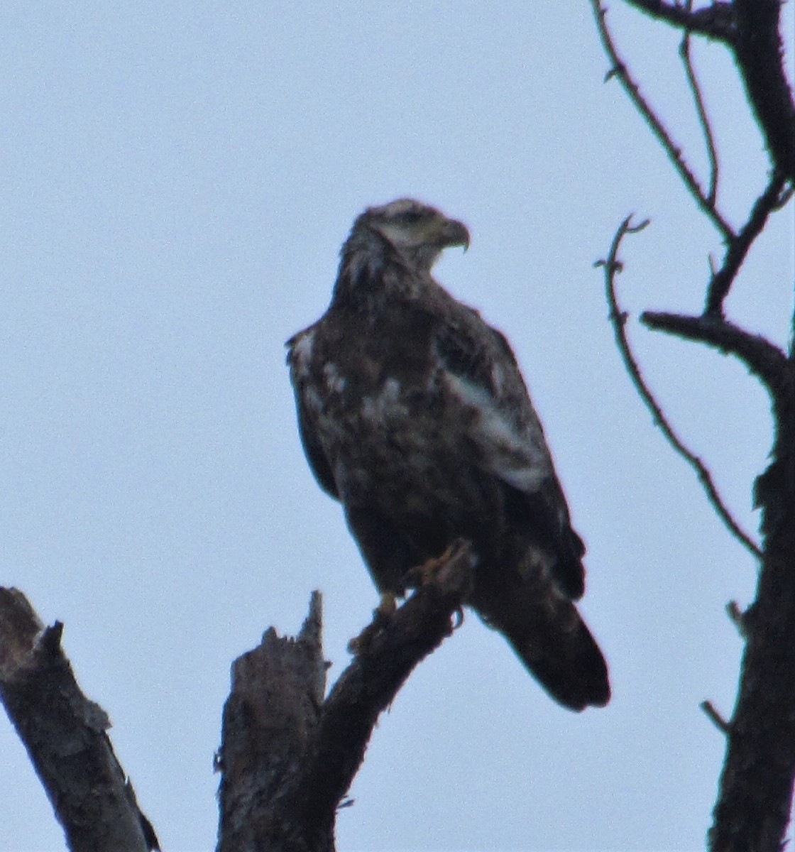 Weißkopf-Seeadler - ML410556171