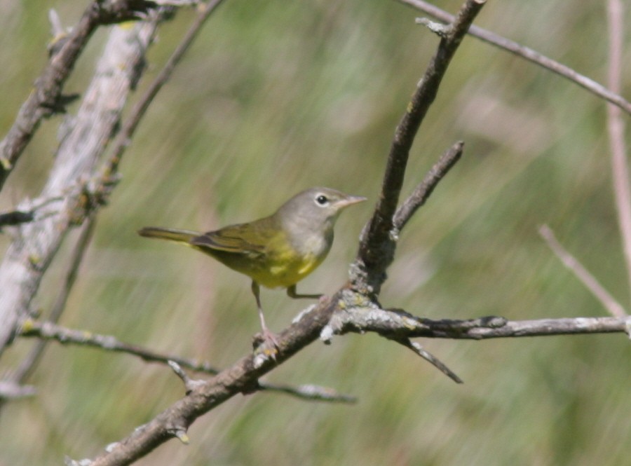 Dickicht-/Graukopf-Waldsänger - ML41055771