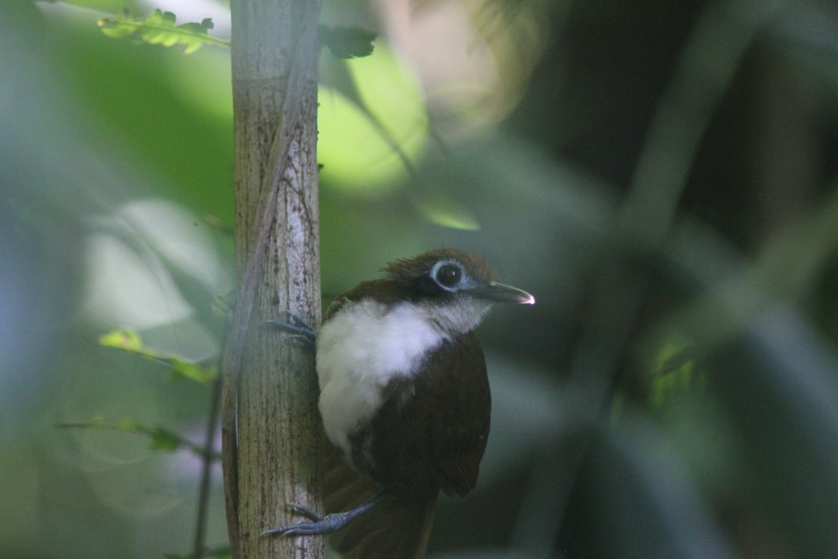 Bicolored Antbird - ML410558401