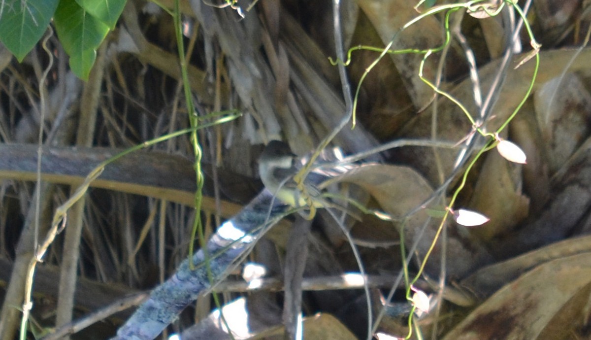 Eastern Phoebe - ML41055891