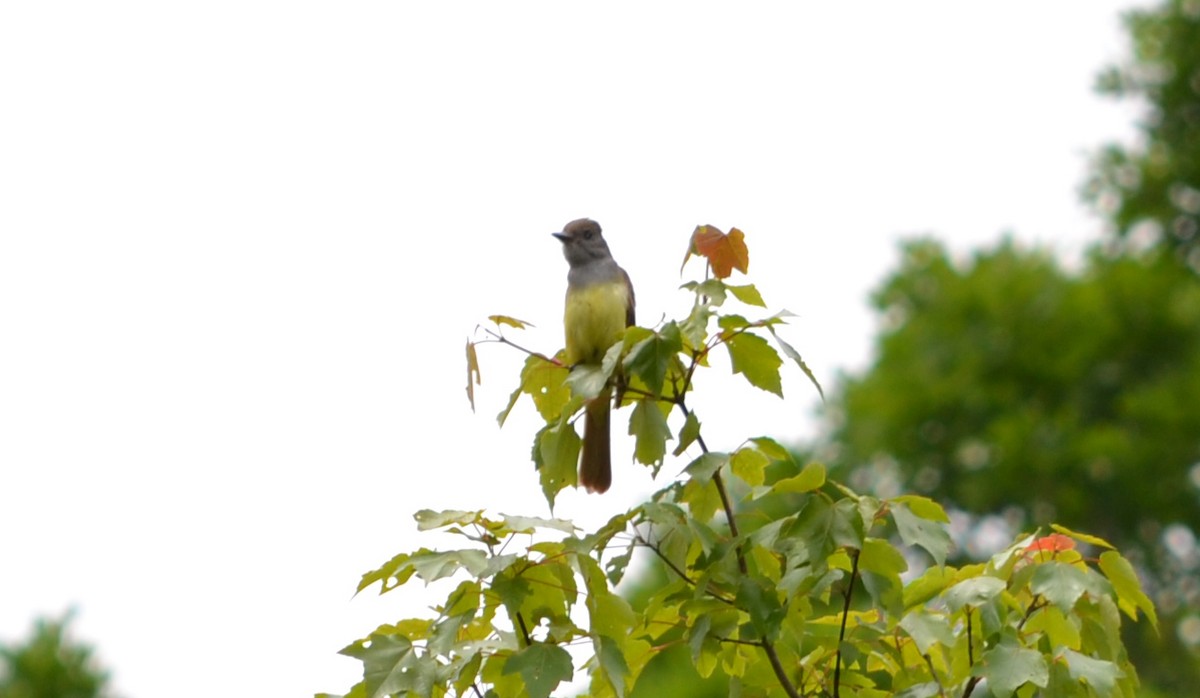 Great Crested Flycatcher - ML41056071