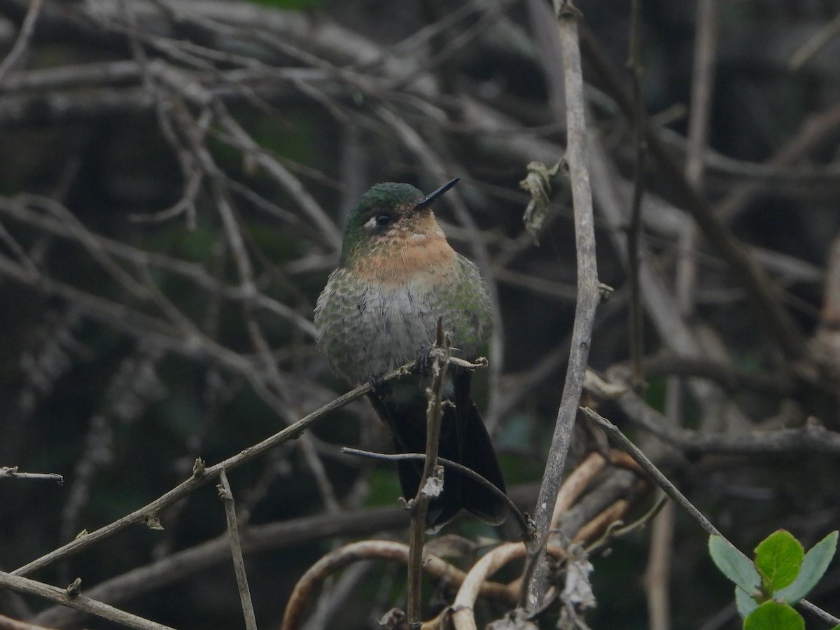 kolibřík dřišťálový - ML410561231