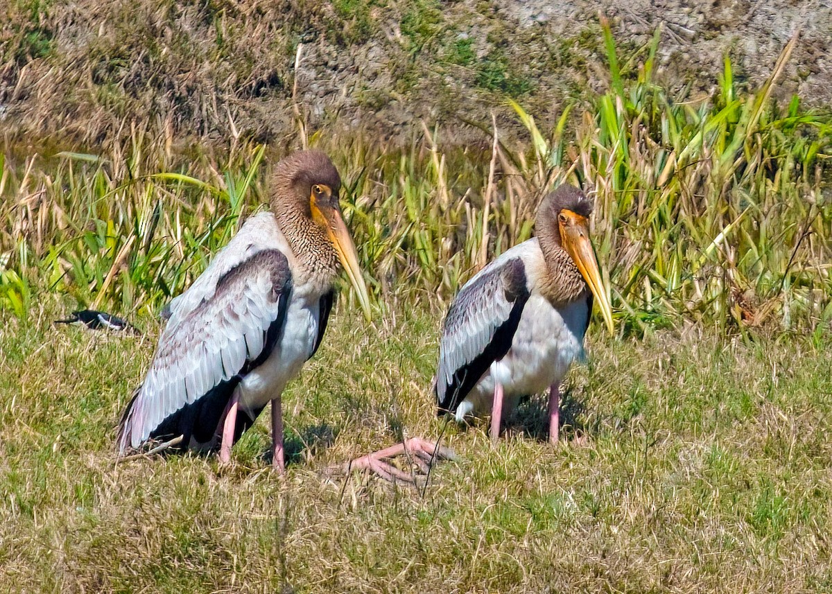 Painted Stork - ML410562881