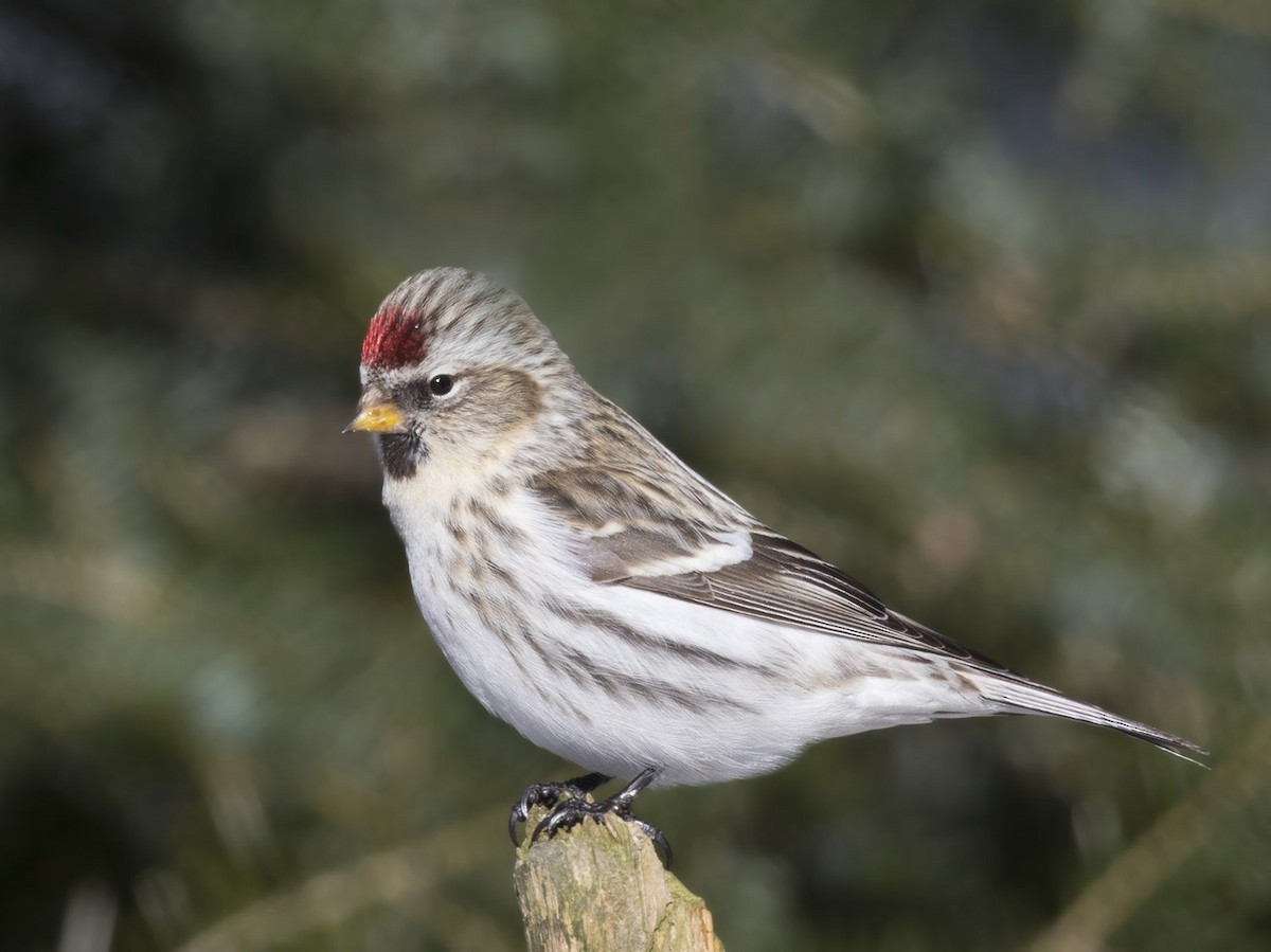 Redpoll (Hoary) - ML410562991