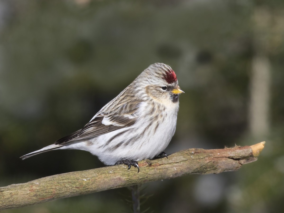 Redpoll (Hoary) - ML410563001